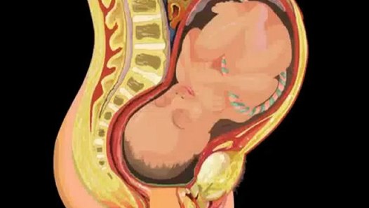 Reproductive System (Jr. Animated Atlas of Human Anatomy & Physiology