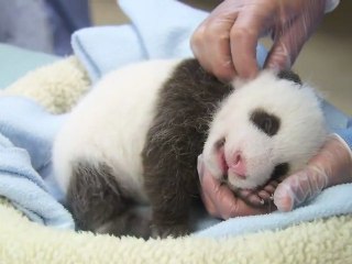 Visite médicale du bébé panda de San Diego : tout va bien !