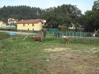 Danette et Bounty - le bonheur est dans le pré - 2