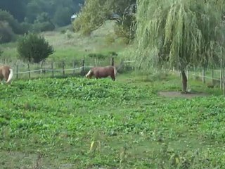 Danette et Bounty - le bonheur est dans le pré - 4