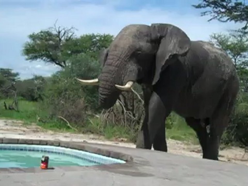 un éléphant boit dans une piscine