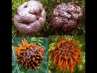 Kindle DX Black Friday 2012 Best price