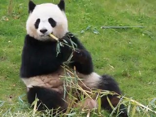 Les pandas de Beauval