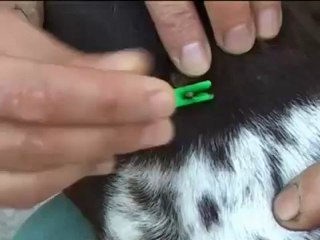 How to remove ticks