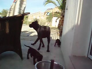 Cachorros Rayla di Cors con 4 semanas y Shinning