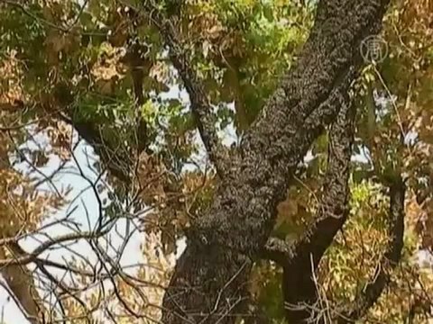 Кризис винным пробкам не помеха