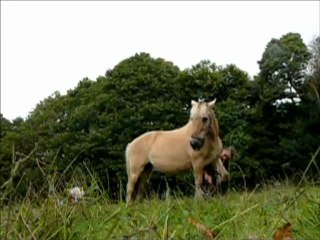 Kalem en révérance  :)