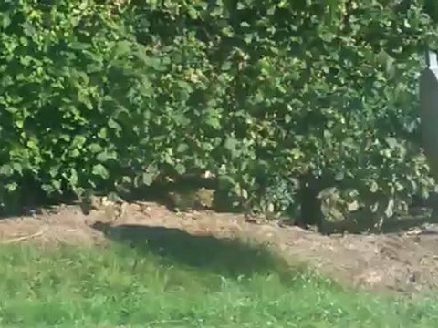 RALLYE DU PAYS D'AUGE 2012 ES3 BONNEBOSQ