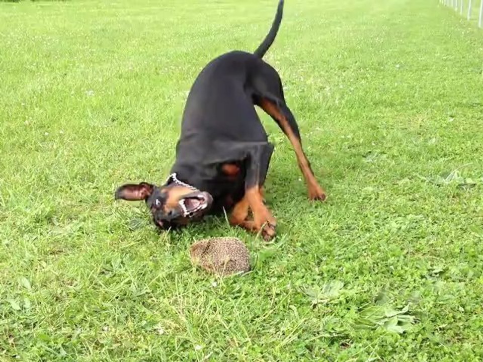 Dobermann Hérisson
