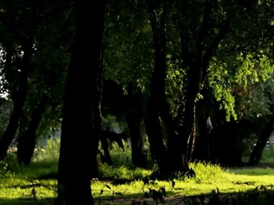 Forest - Free HD stock footage