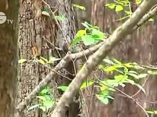 Science Nation - Lord of the Tree Rings