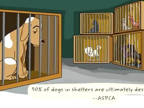 Pet Planning Attorneys in Greensboro, NC - The Law Offices of Cheryl David