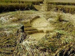 crop circles . Avebury and Hinton . Wiltshire UK.25.07.2012