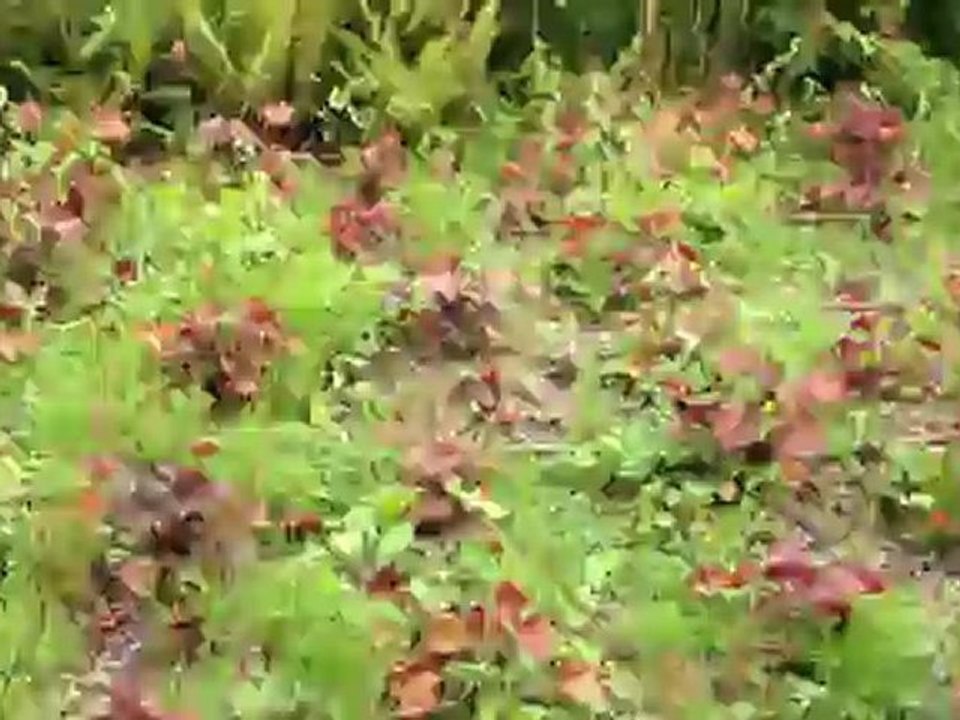 Jungle surprise