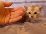 male silver mink marbled -Magic Bengal Cattery