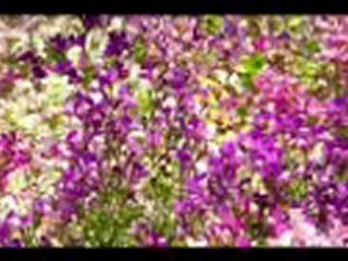 AMAR JABAR SAMAY HOLO BY P DAS