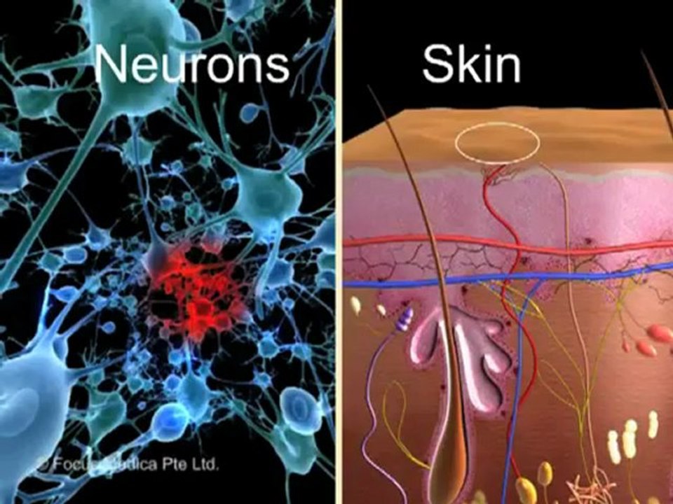 Nervous System (Jr. Animated Atlas of Human Anatomy & Physiology)