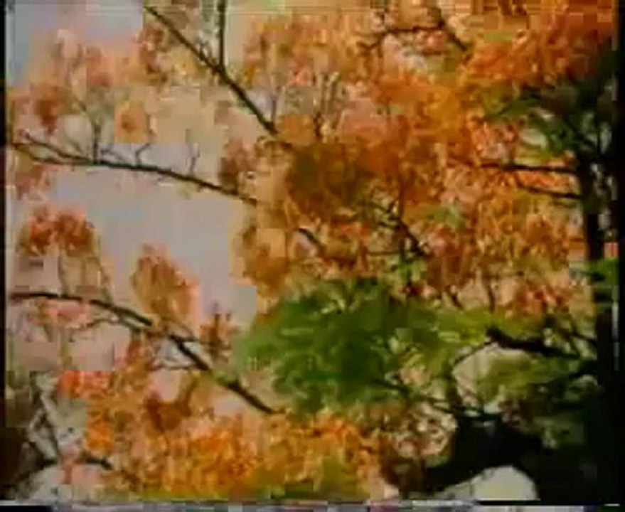 1006.mp4