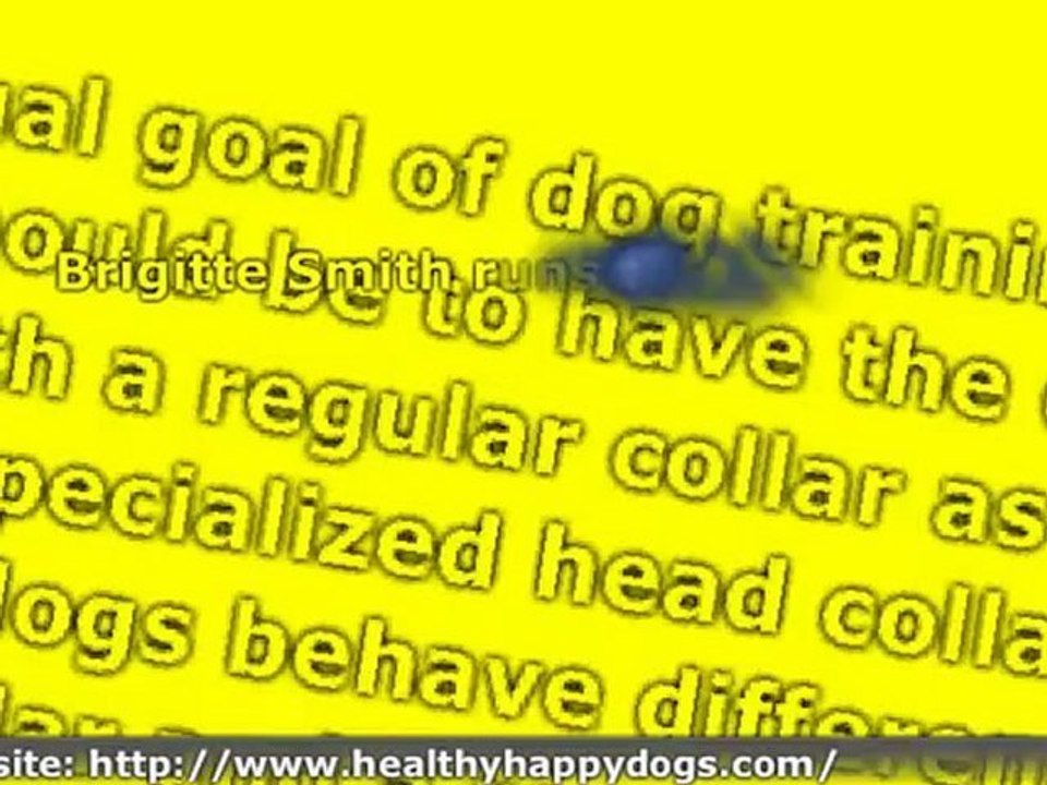 Dog Training Collar Review
