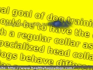 Dog Training Collar Review