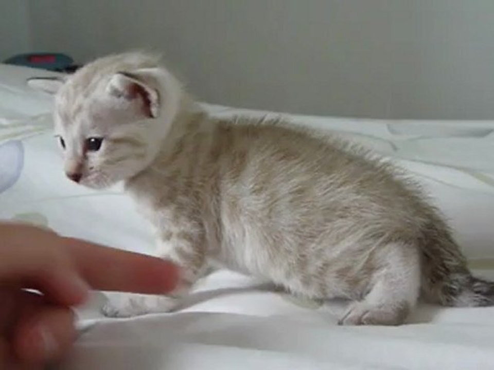 silver lynx & mink boy - magic bengal