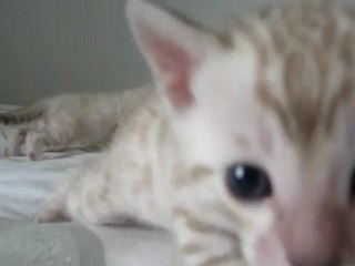 silver mink & lynx2 girl rosetted - magic bengal