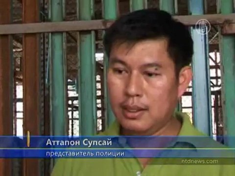 Шесть тигров нашли на крыше дома