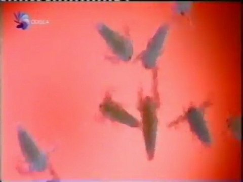 Artemias salinas: Extremofilos de la sal