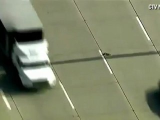 En Video: Así fue la travesia de una familia de patos para cruzar una autopista en Toronto