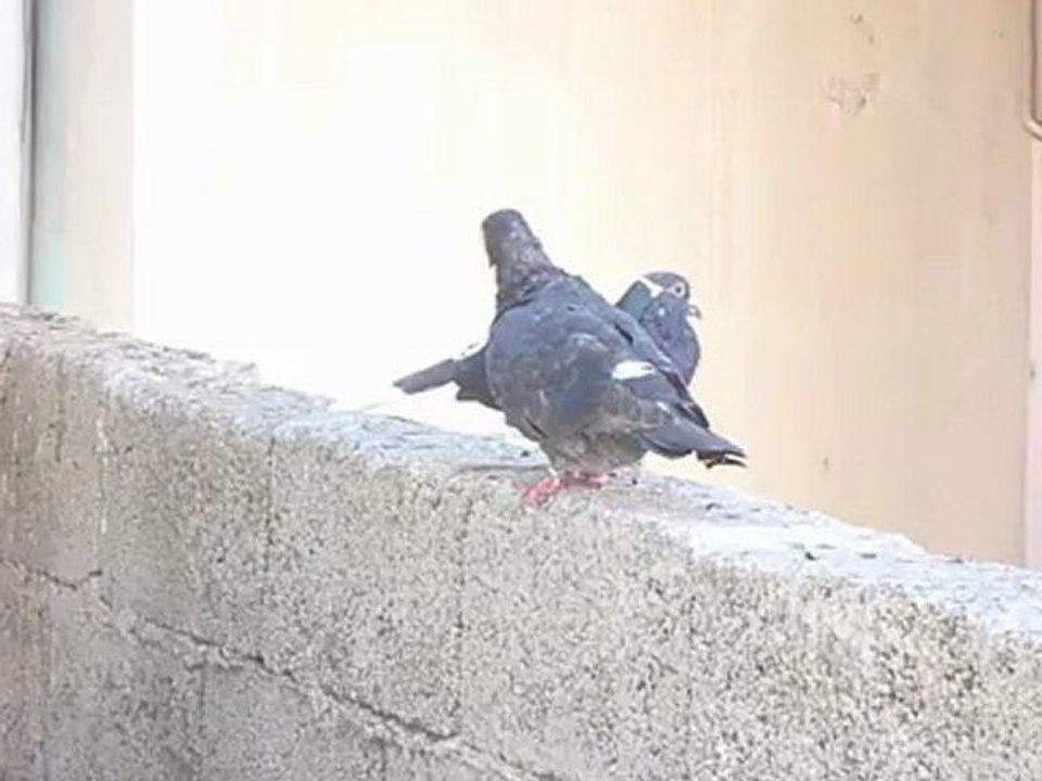 Güvercin çiftleşme sahnesi