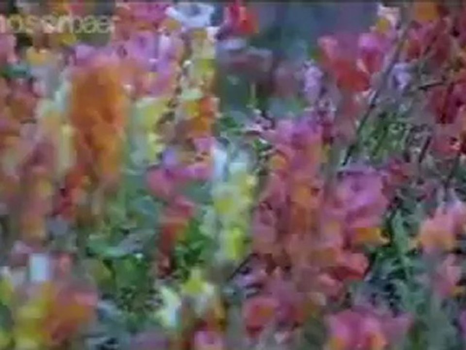 1432.mp4