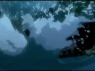 Supers Samurais Shamploo-the stars$$$$$$