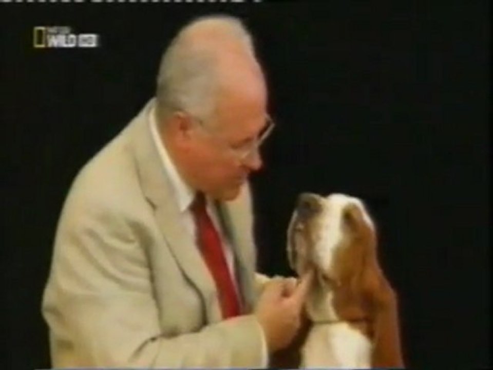 Evolucion del perro: Arqueologia y genetica (26.000 años)