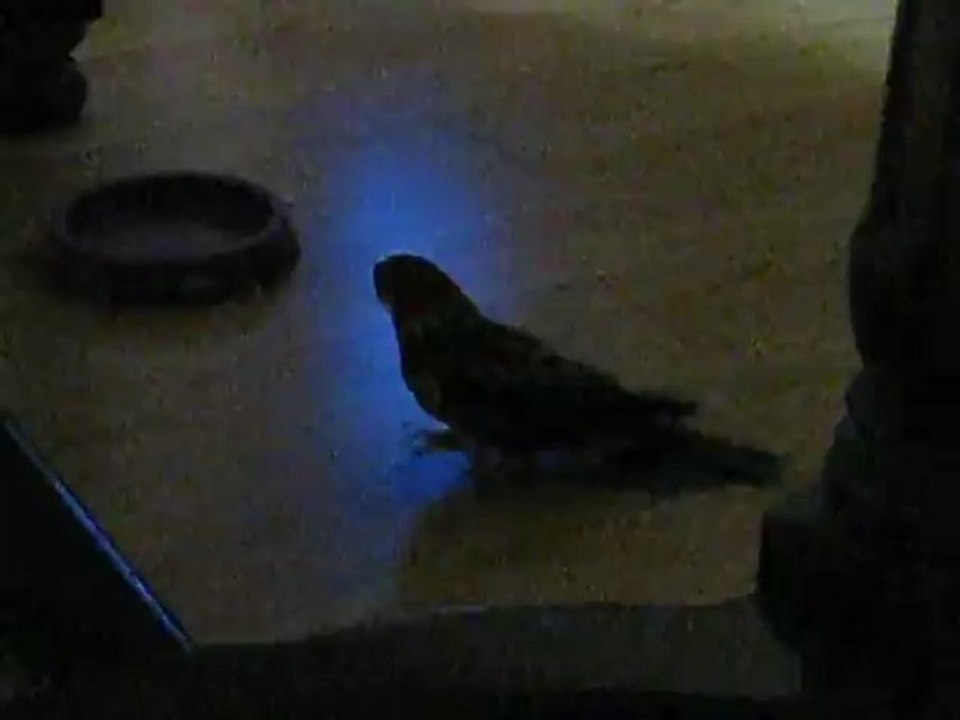 Améioration du petit malade