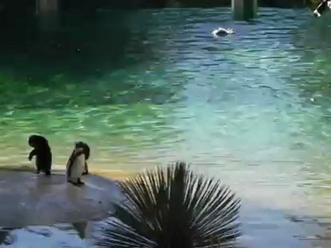 manchots zoo de beauval