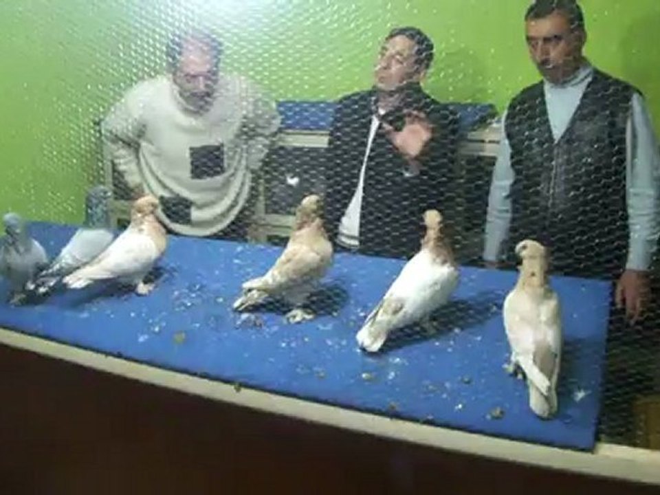 İzmir Güvercin Evi