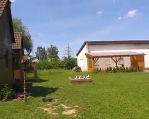 Tam bir oyunlu kuş.