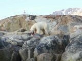 Polar bear hunting a seal
