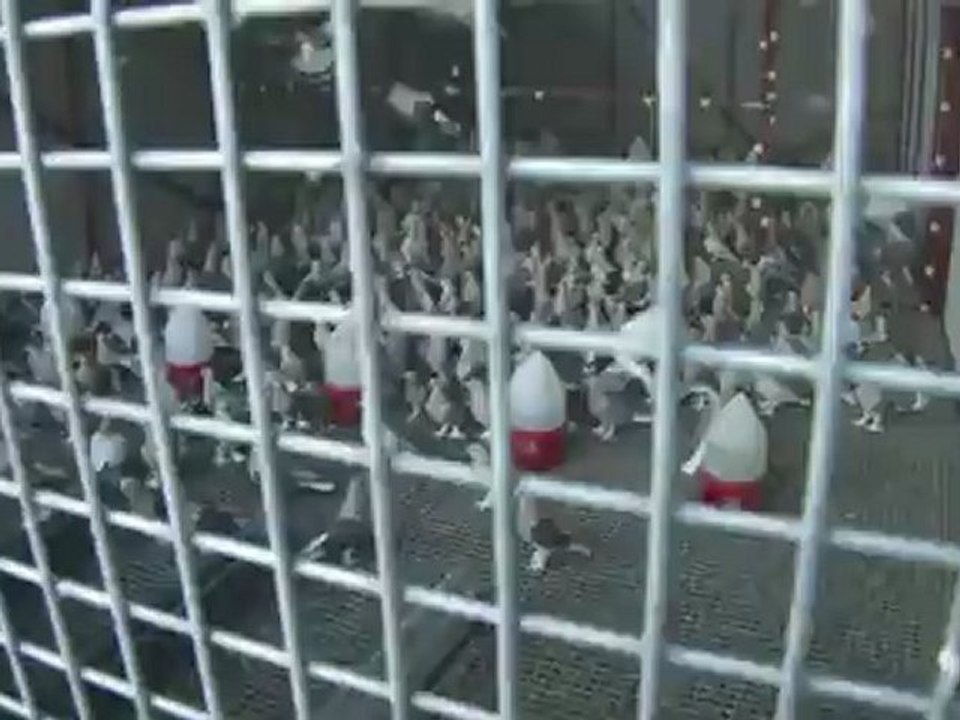 Guvercin Sarıkafa Miski'ler