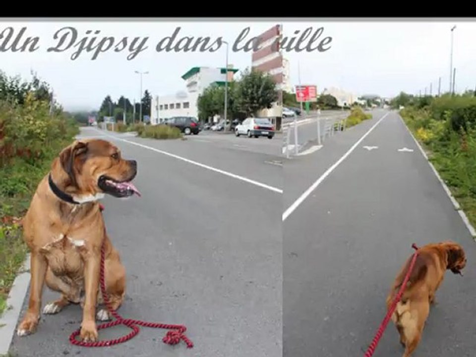 Les vacances de Djipsy