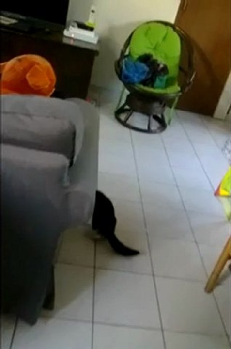 Princesse et Hippolyte (au bout de 2 jours de cohabitation!)