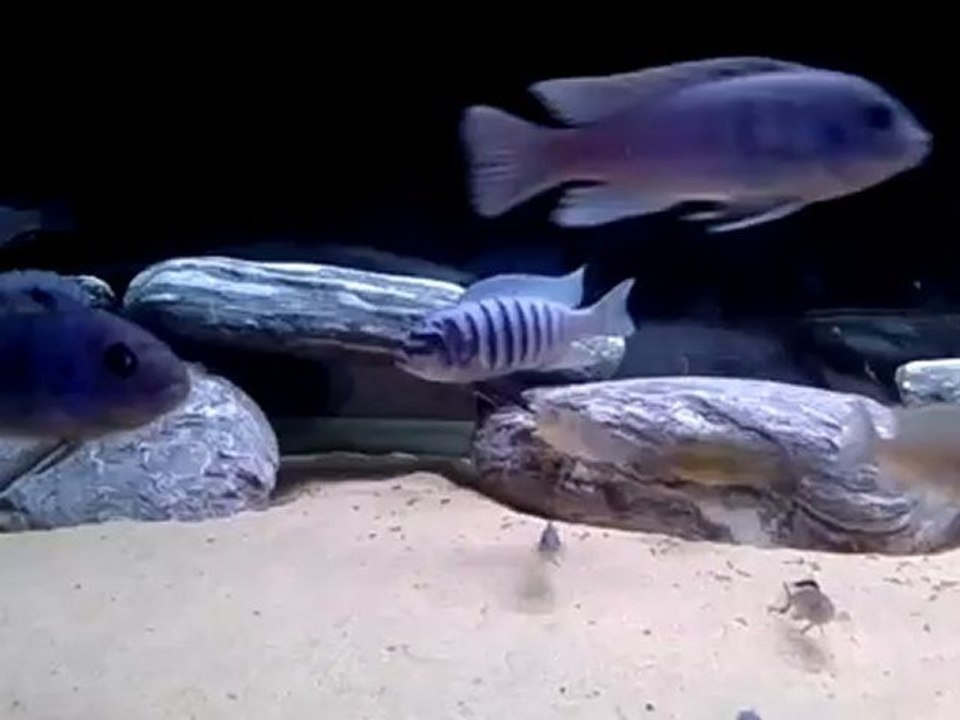 Maison Reef erkeğim.
