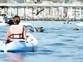 Close Encounter With A Whale