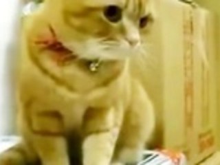 Cat Goes Crazy Over Food Dispenser