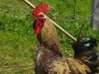 Man Yodeling In A Field Of Chickens