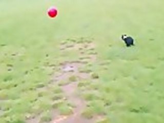 Energetic Dog Flips Off Ball