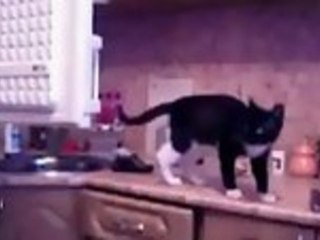 Indiana Jones Cat Opens Freezer