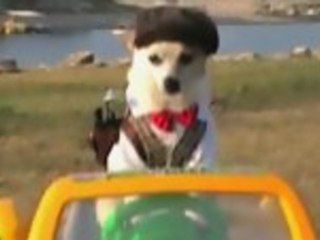 Incredible Golfing Dog Hits The Links
