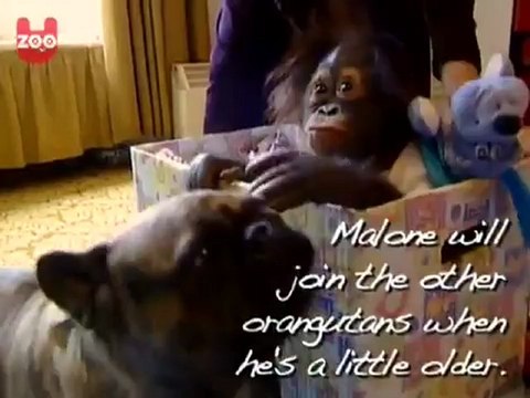 Лучшие друзья