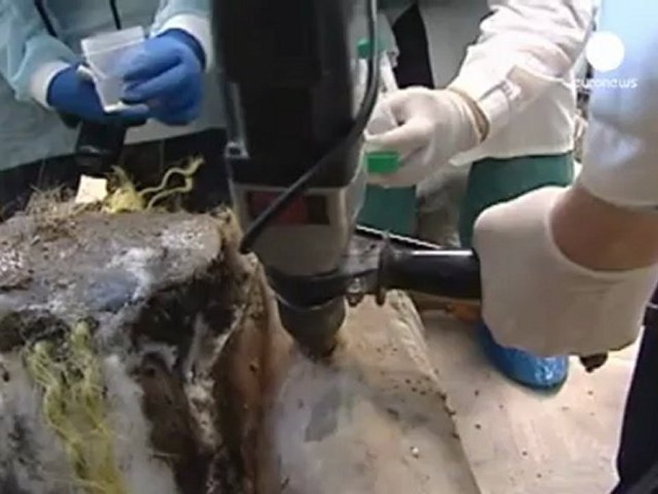 El hallzago de células de Mamut en buen estado abre el...